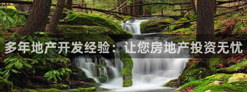 永利黄府黄立青信鸽图片